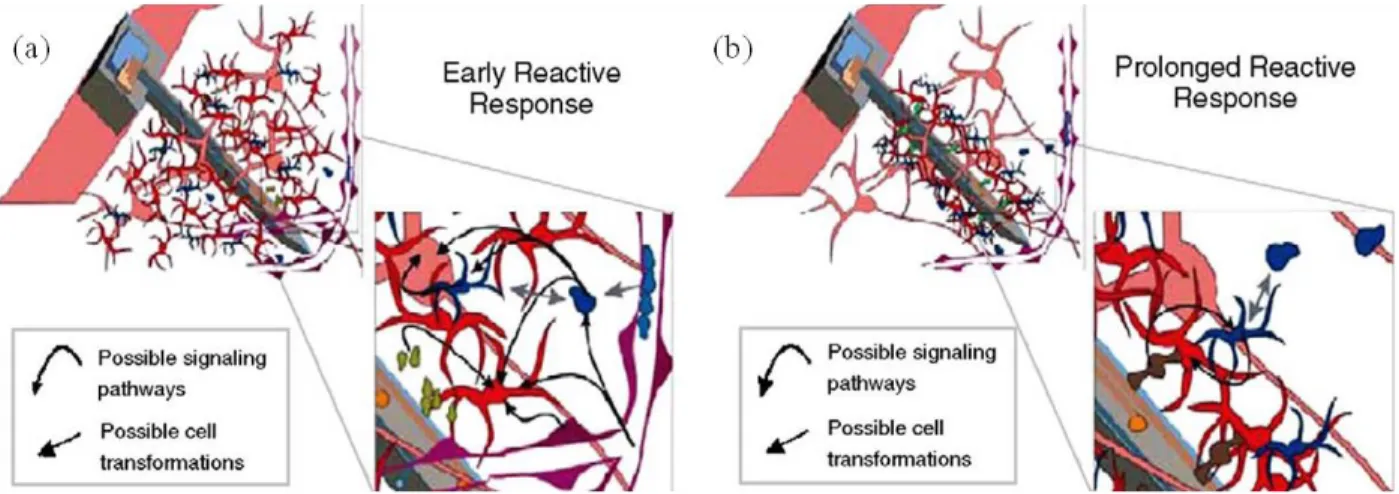 Figure  2.21.  Possible  mechanisms  of  biological  responses  to  an  implant:  (a)  Early  reactive  response in 1-3 weeks, (b) Prolonged reactive response in 6-8 weeks post implantation