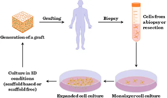 Figure  2.1:  Representative  tissue  engineering  process  involving  in  vitro  expansion  of  healthy  autologous cells (Bartis, 2011) 