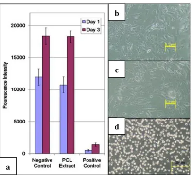Figure  2.18:  Cytotoxicity  assay  of  PCL  by  the  extract  dilution  method:  (a)  Cell  viability  of  osteoblasts  by  Picogreen  assay;    cells  in  (b)  negative  control  (fresh  culture  medium);  (c)  PCL  extract; (d) positive control (extract from latex rubber gloves) (adapted from (Sudarmadji et al.,  2011)) 