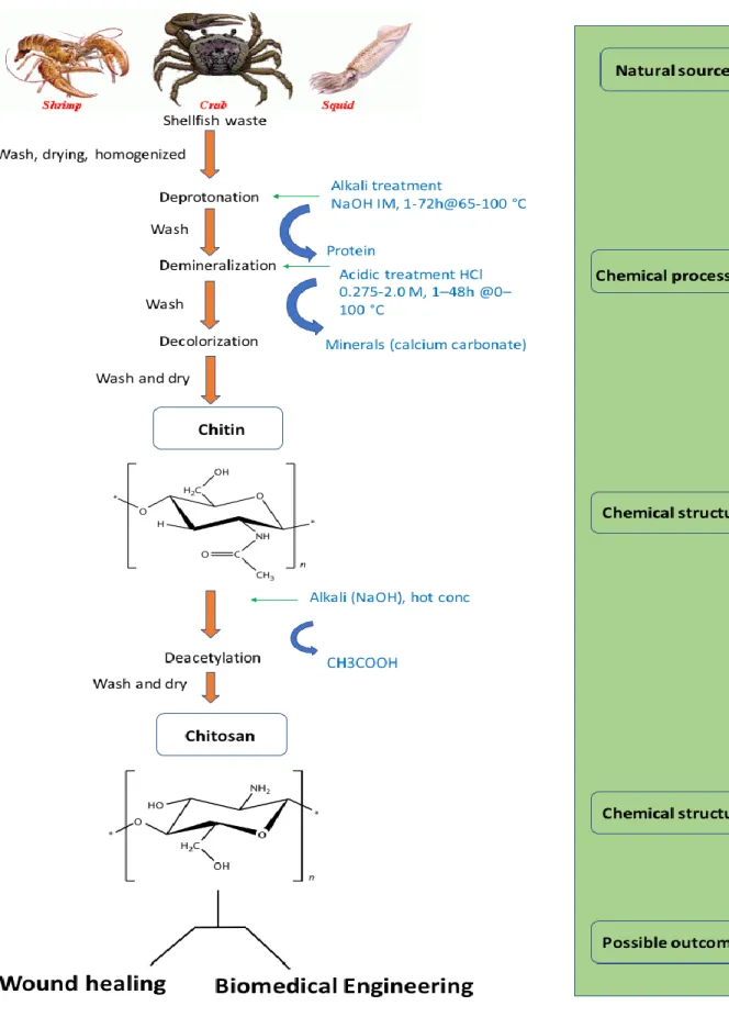 Figure 3.7 Simplified flowchart of preparation of chitosan from chitin (20, 96). 