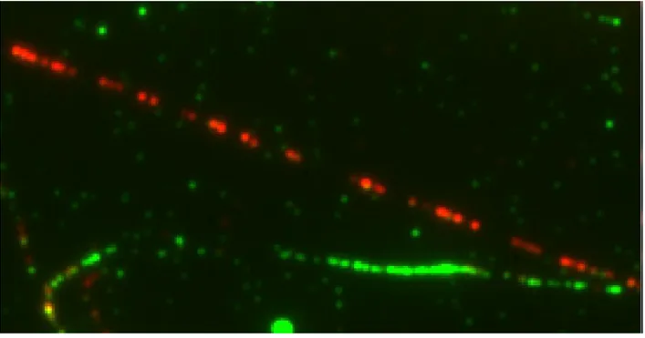 Figure 2.4 Exemple de structures curvilignes avec interruptions sur une image de brin d’ADN : Le brin rouge traversant l’image contient de multiples discontinuités (trous).