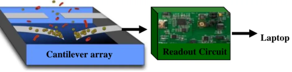 Figure 2-1: Illustration of the proposed cantilever array platform for quantitative biological  analysis 