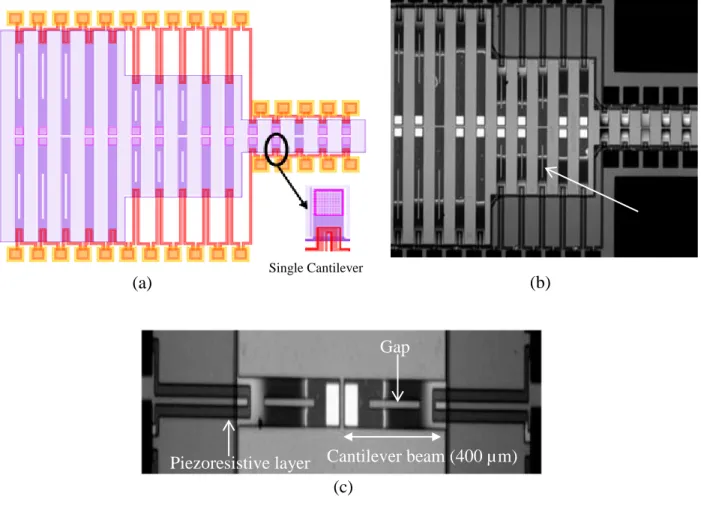 Figure 2-3: Piezoresistive sensor chip containing 30 cantilevers: (a) Schematic, (b) Microscopic  image, (c) Zoomed image of two cantilever sensors 