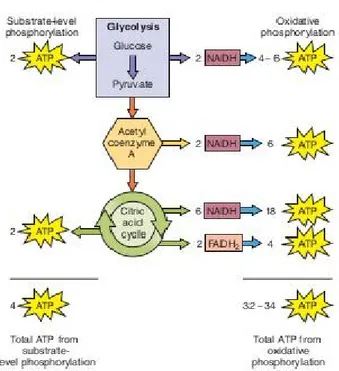 Figure  2.13Summary of ATP generation from one glucose molecule in glycolysis and  oxidative phosphorylation 