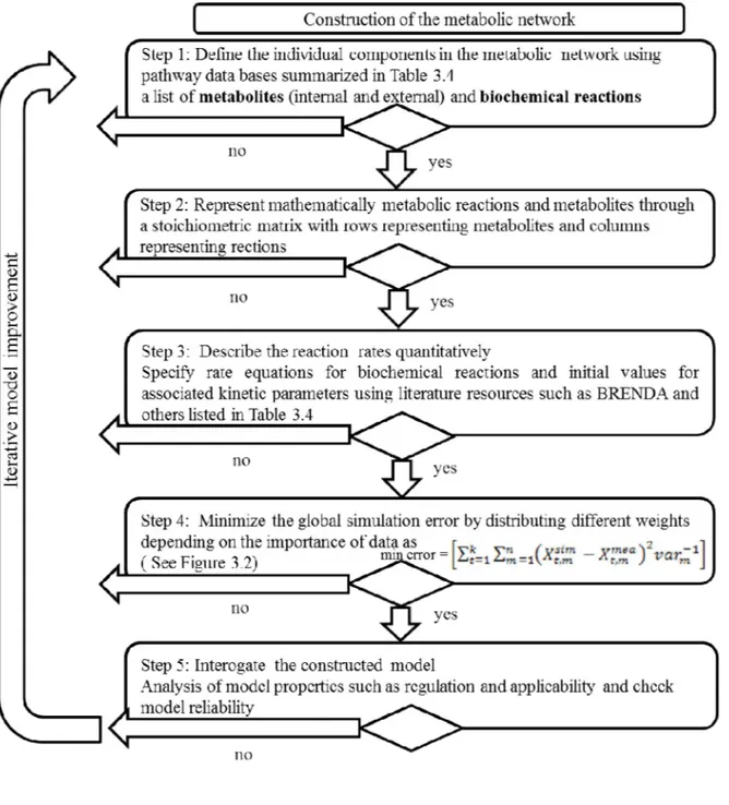 Figure  3.1    A general algorithm for the development of a kinetic metabolic model 