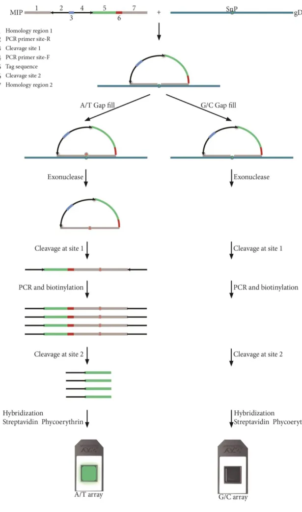 Figure 3: Méthodologie de la technologie Oncoscan 