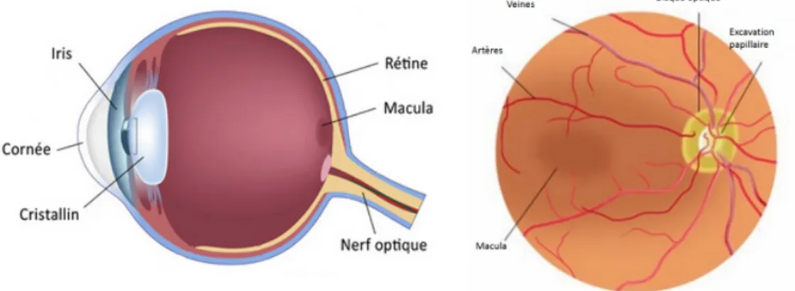 Figure 1.1 A gauche : anatomie de l’oeil, à droite : Rétine centrale vue de face.