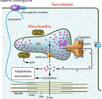 Figure 3.  Représentation schématique du rôle joué par le Calcium et l’ATP dans la  contraction musculaire