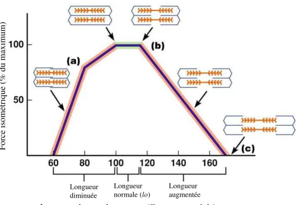 Figure 4. Relation entre la longueur du muscle et la production de force maximale. Lorsque 