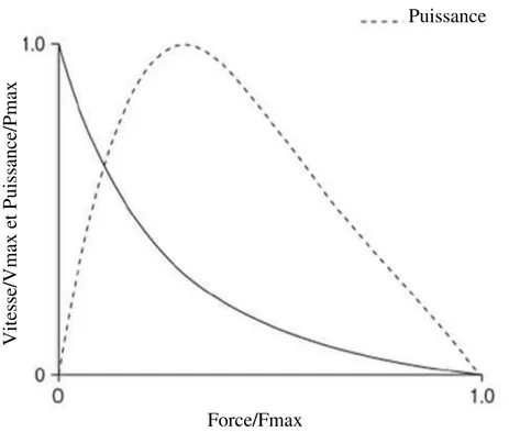 Figure 5. Relations force-vitesse et relations puissance-vitesse au niveau du muscle isolé
