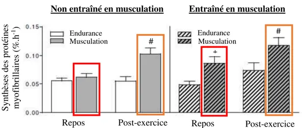 Figure 13.  Flux de synthèses protéiques au repos et à la suite d’un exercice sur vélo (en blanc,  exercice  d’endurance)  ou  de  leg-extension  (en  gris,  exercice  de  musculation),  avant  (non  entraîné, n = 10) et après (entraîné, n = 10) 10 semaine