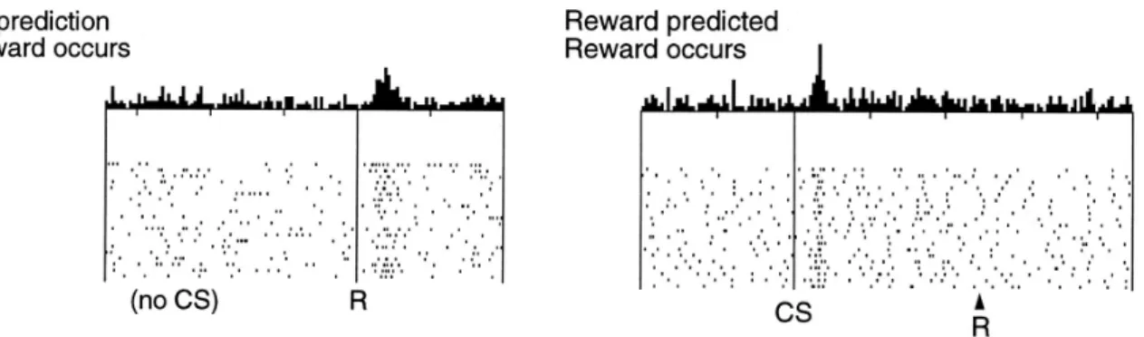 Figure  4  :  Enregistrement  électrophysiologique  de  neurones  dopaminergiques  lors  d’une  tâche  de  récompense,  chez  le  singe