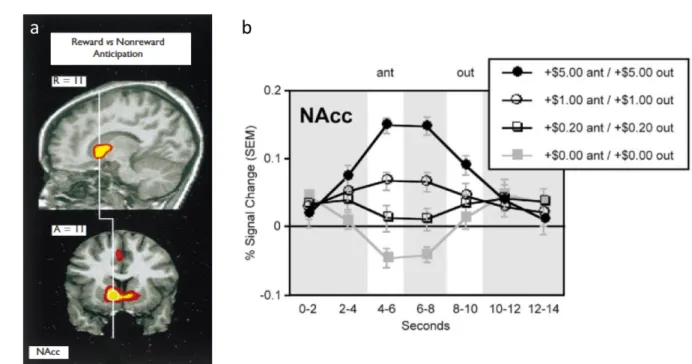 Figure 7 : Réponse du striatum ventral durant une tâche de récompense monétaire (MID)