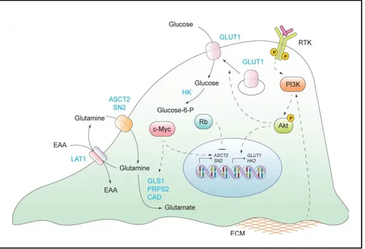 Figure 4: Dérégulation de l’import de glucose et glutamine au sein des cellules cancéreuses  (Pavlova et al., 2016)