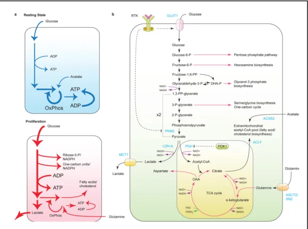 Figure 6: Utilisation des intermédiaires de la glycolyse et du cycle du TCA pour les  biosynthèses et la production de NADH, H +  (Pavlova et al., 2016)