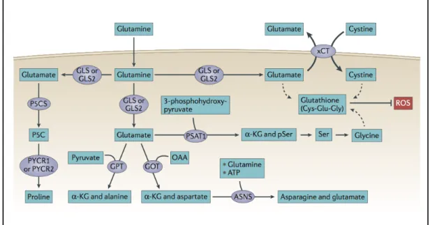 Figure 8: Le contrôle par la glutamine du pool d’acides aminés et des espèces réactives de  l’oxygène (Altman, Nature, 2016)