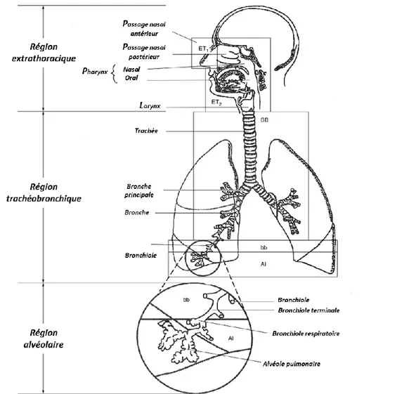 Figure 2.1 Appareil respiratoire humain (Adapté de (Hofmann et al., 2003)) 