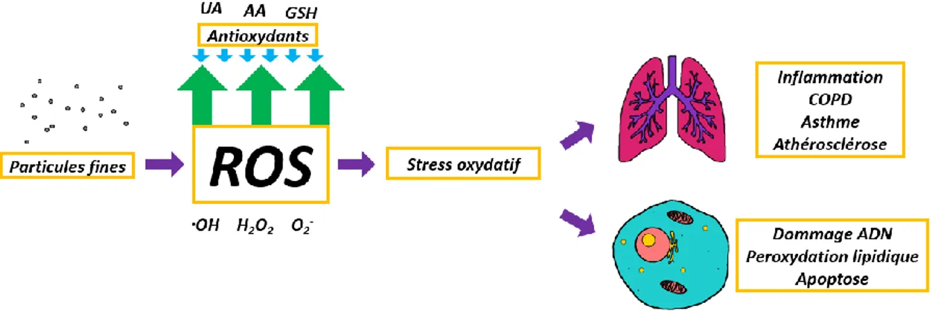 Figure 2.2 Mécanisme simplifié du processus de stress oxydatif 