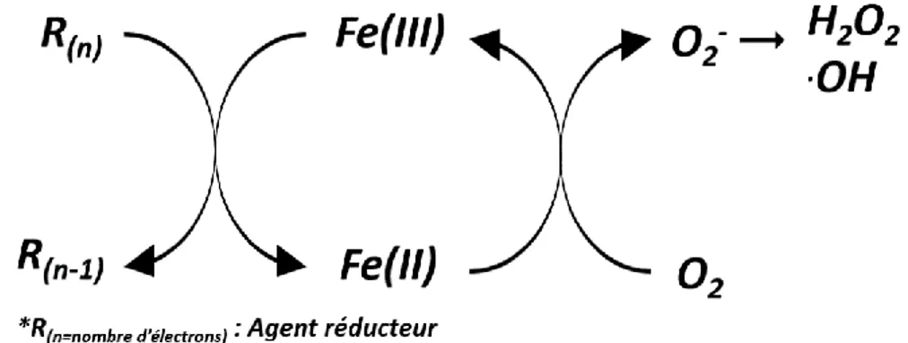 Figure 2.3 Rôle des métaux dans la production de ROS via un cycle redox 