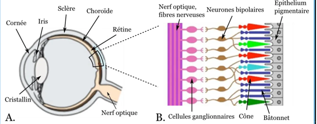 Figure 1.2 – Représentation simplifiée du fonctionnement de l’œil. A. L’œil humain. La 