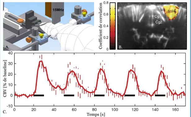 Figure 1.13 – Exemple d’imagerie fUS lors de la stimulation électrique du nerf sciatique 