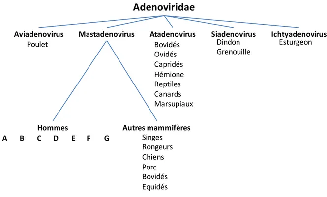 Figure  1.  Classification  des  Adenoviridae.  D’après  Molinier-Frenkel  et  al,  2003