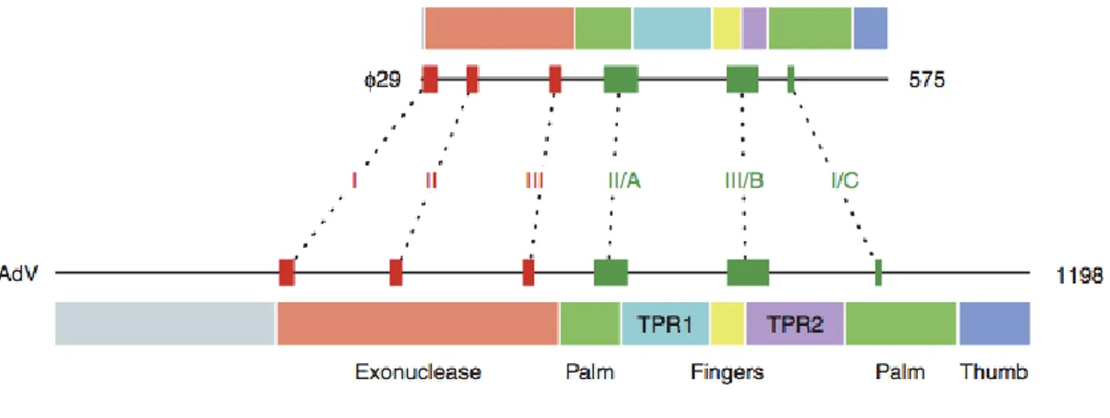 Figure 10. Représentation schématique des différents domaines de l’ADN pol. D’après Hoeben et al, 2013  