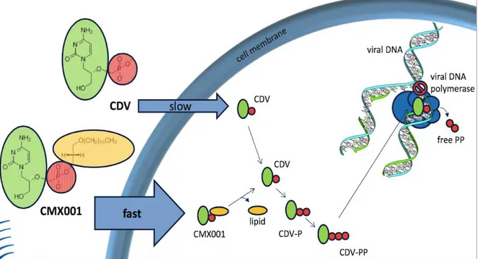 Figure 15. Mécanisme d’action du Cidofovir et du Brincidofovir (CMX001). En rouge : Le Phosphate, en jaune : 