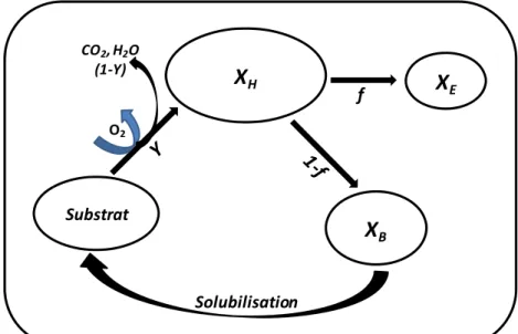Figure 2-3: Processus de mort-régénération  Adapté de Ramdani et al., 2010 