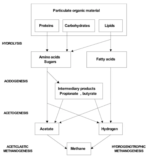 Figure 1.2: D´ egradation ana´ erobique typique de mati` eres organiques par des microorganismes