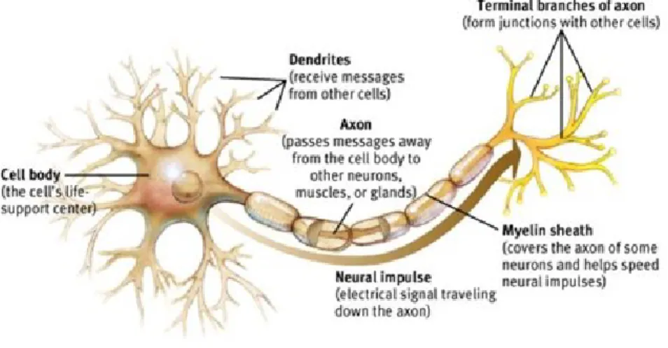 Figure 2.1: Neuron. 