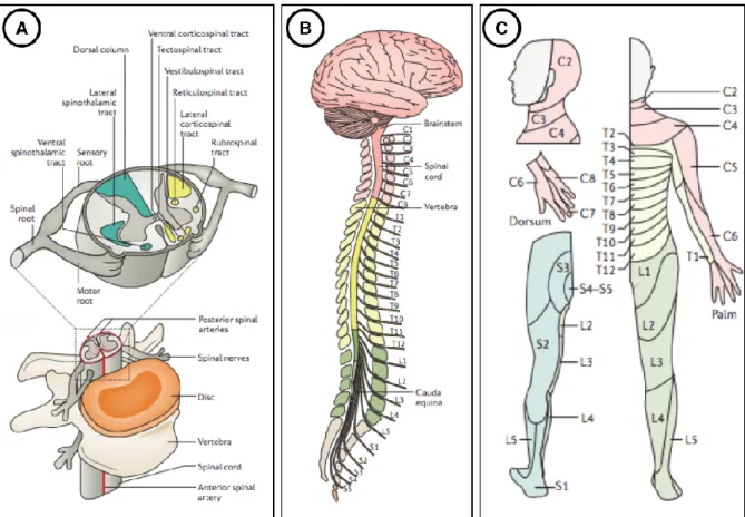 Figure 2.4: Anatomy of the spinal cord. 