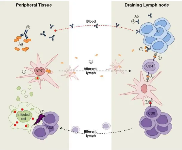 Figure 2. Overview of immune responses. 
