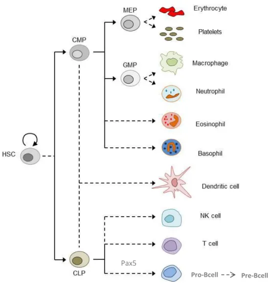 Figure 3. Overview of hematopoiesis. 