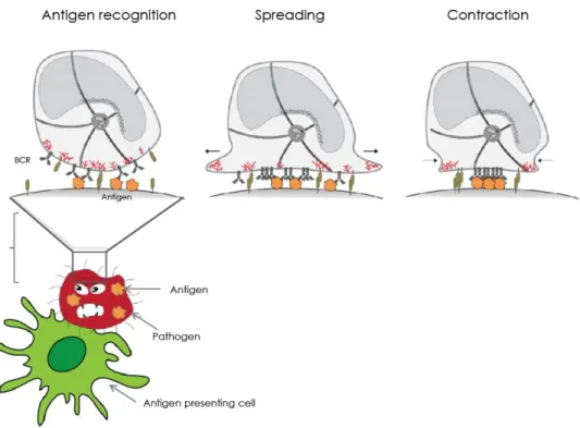 Figure 8. B lymphocytes form an immunological synapse when acquiring antigen in vivo: 