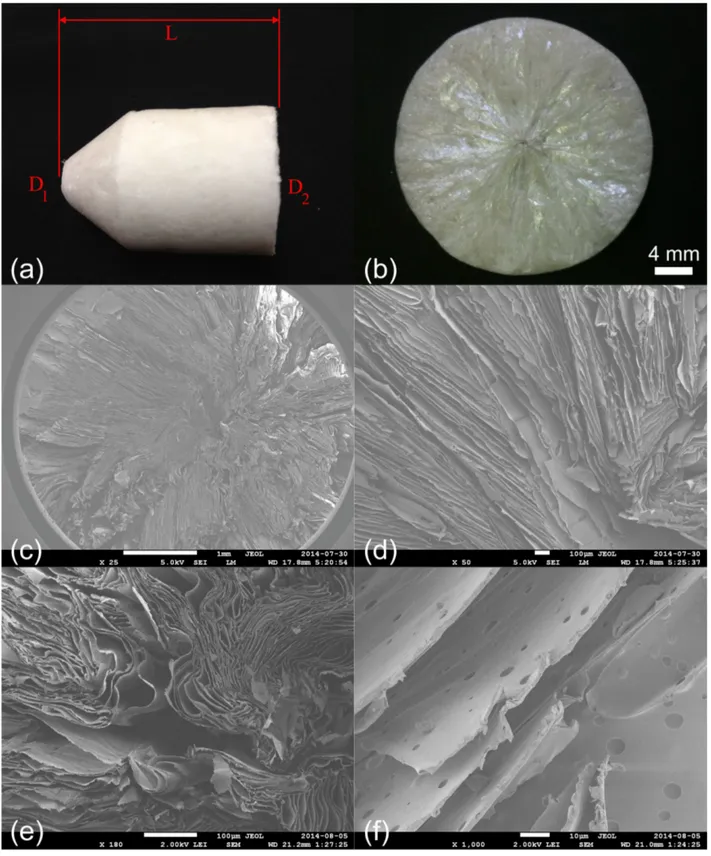 Figure 3.1 (a) A typical sample of a silk foam; (b) transverse cut of a silk foam sample; SEM images of the foam crossection taken with different magnifications in the vicinity of the sample center: (c) large scale view, (d) vicinity of the center, (e,f) exactly at the center.