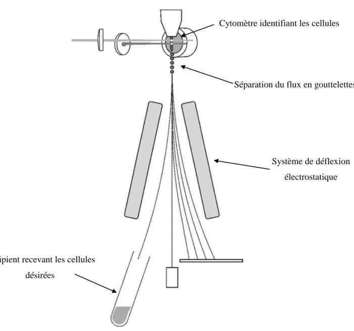 Figure 1-1 - Schéma expliquant la séparation utilisant un cytomètre de flux. (Dainiak et coll.,  2007[9]) 