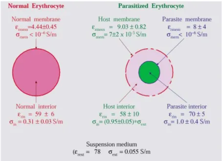 Figure  1-3  -  Propriétés  électriques  d'un  érythrocyte  (globule  rouge)  sain  et  d'un  érythrocyte  infecté par un parasite (Gascoyne et coll