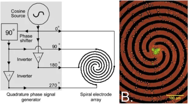 Figure  1-4  -  Schéma  de  principe  d'un  concentrateur  de  particules  utilisant  la  DEP  « traveling  wave » et photo du résultat de la concentration d'érythrocytes infecté par des parasites effectuée  par le concentrateur