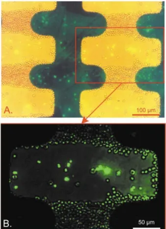Figure  1-6  -  Séparation  d'érythrocytes  sains  et  d'érythrocytes  infectés  de  parasite  par  affinité  différentielle