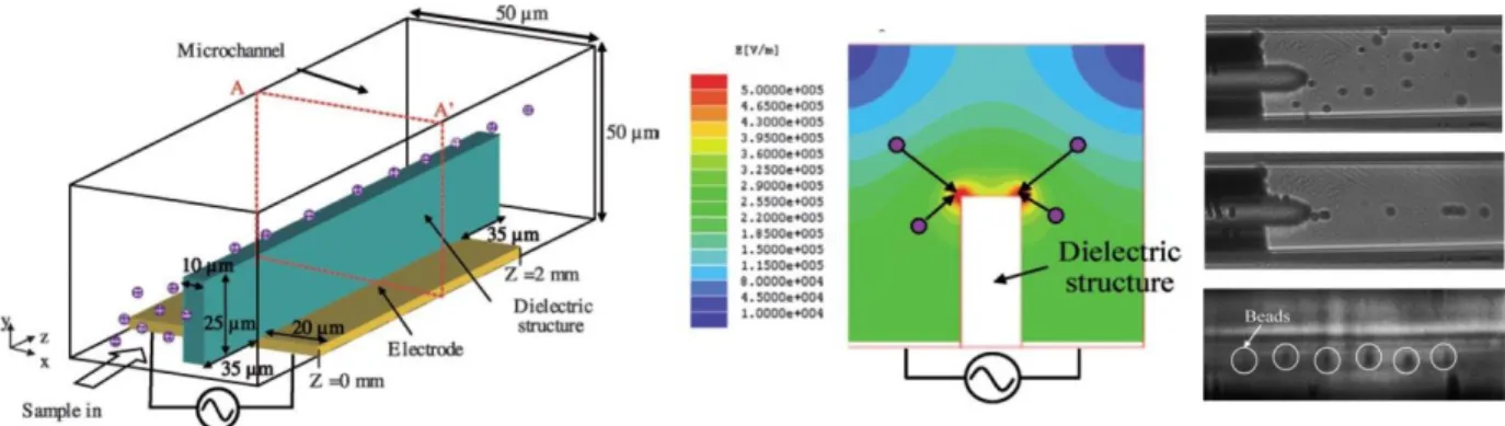 Figure 1-10 - Concentrateur utilisant la DEP positive pour attirer des particules vers un obstacle  central