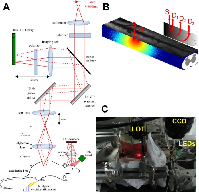 Figure  2-2:  (A)  Schematic  illustration  of  multi-modal  imaging  system,  showing  LOT  system  design  and  CCD  based  intrinsic  imager