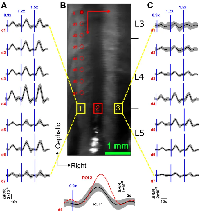 Figure 2-6: LOT hemodynamic response evoked by left hind paw stimulus intensity at 0.9× , 1.2×  and  1.5×  muscle  threshold  in  normal  rat