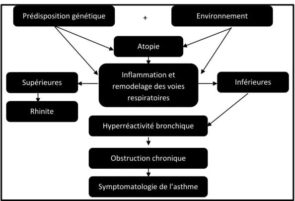 Figure 2 Principaux éléments qui sous-tendent le développement de l’asthme allergique 