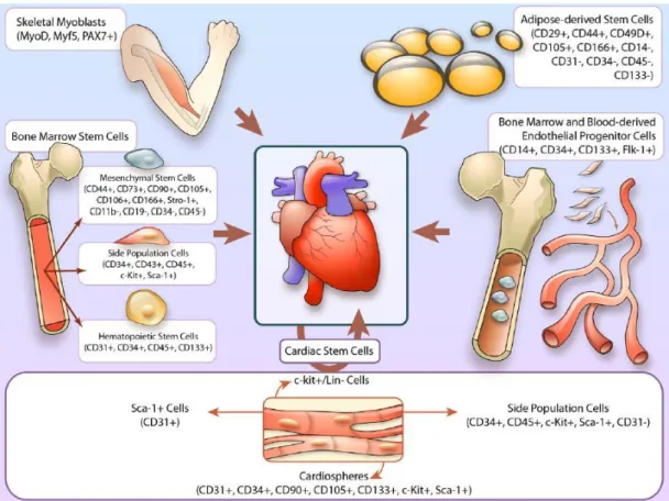 Figure 7 : Les différentes sources de cellules souches utilisées dans la thérapie cellulaire cardiaque   (par Sanganalmath S, Circ Res, 2013)