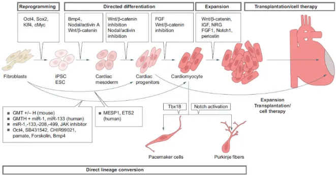 Figure 8 : Les différentes stratégies pour la génération de cardiomyocytes in vitro (par Später D, Development, 2014)