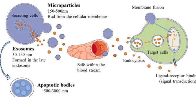Figure 11 : les différentes sous-populations de vésicules extracellulaires et leurs interactions avec leurs cellules cibles