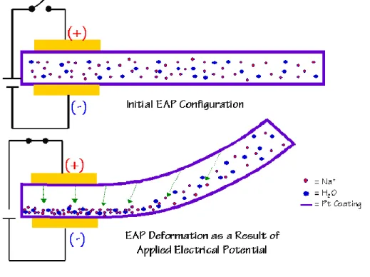 Figure 3-1: Exemple d’une déformation d’un PEA sous l’effet d’un champ électrique appliqué à  son extrémité [45]  