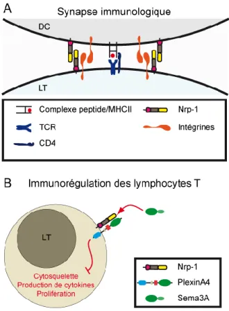 Figure 11. Principaux rôles décrits de Nrp-1 dans les réponses immunitaires impliquant les  lymphocytes T 