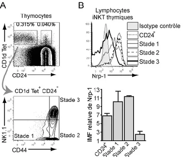 Figure 21. Nrp-1 est exprimé par les lymphocytes iNKT thymiques aux stades immatures 